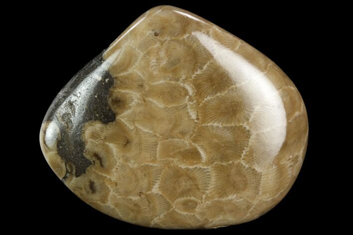 Polished Petoskey Stone (Fossil Coral) - Michigan #131066